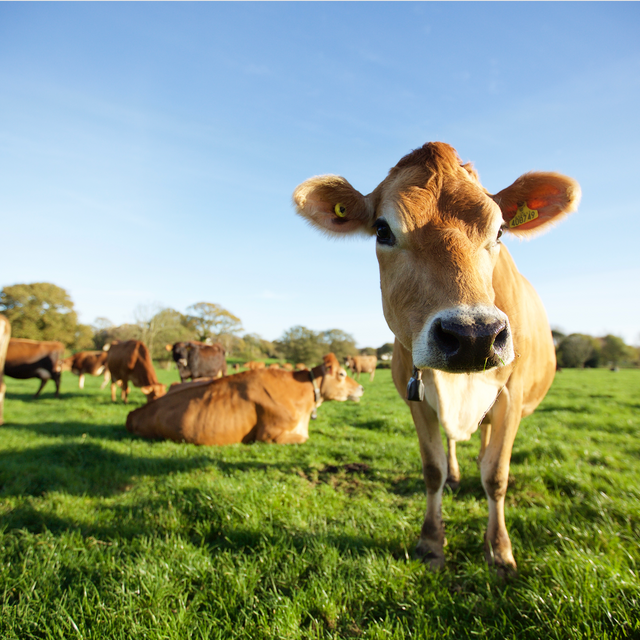 Luxury Jersey Dairy Ice Cream Mix