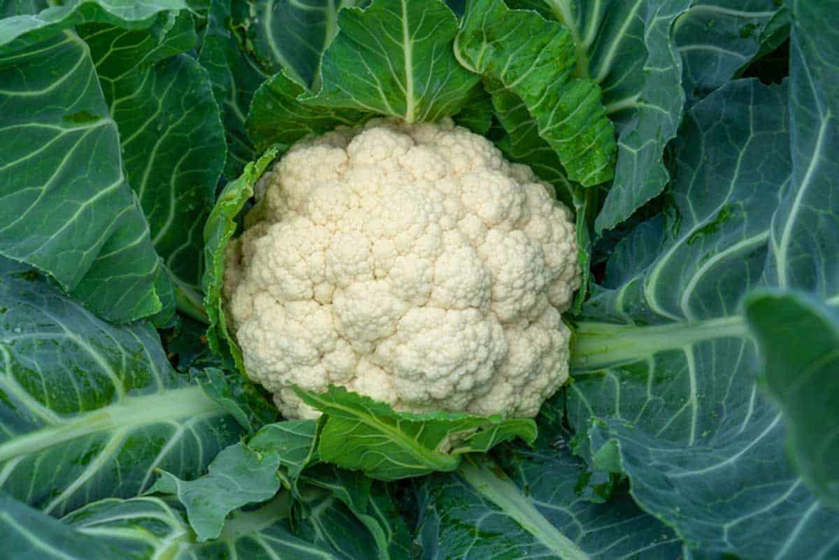 Cauliflower grows in organic soil in the garden on the vegetable area. Cauliflower head in natural conditions, close-up